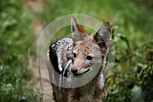 Black-backed jackal (Canis mesomelas).