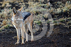 Black-backed jackal (Canis mesomelas)