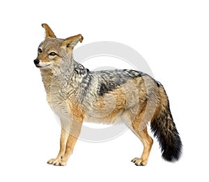 Black-backed jackal - Canis mesomelas