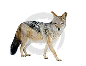 Black-backed jackal () - Canis mesomelas photo