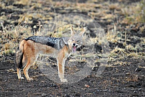 Black-backed jackal (Canis mesomelas)