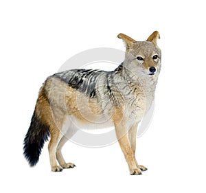 Black-backed jackal () - Canis mesomelas