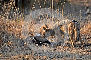 Black-backed jackal (Canis mesomelas)