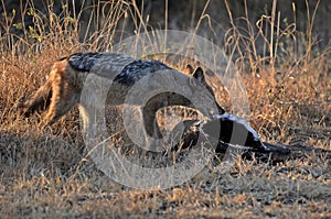 Black-backed jackal (Canis mesomelas)