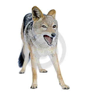 Black-backed jackal () - Canis mesomelas