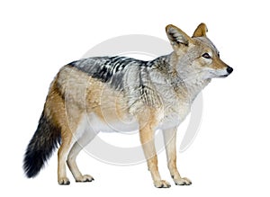 Black-backed jackal () - Canis mesomelas