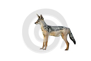 Black-backed jackal, Canis mesomelas,