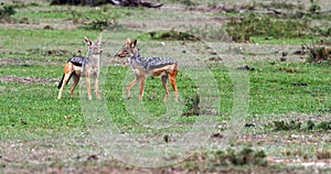 Black Backed Jackal, canis mesomelas, Adult standing on Trail, Masai Mara Park in Kenya