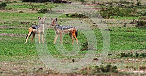 Black Backed Jackal, canis mesomelas, Adult standing on Trail, Masai Mara Park in Kenya