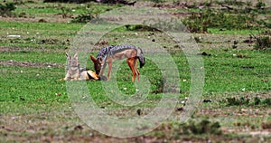 Black Backed Jackal,  canis mesomelas, Adult standing on Trail, Masai Mara Park in Kenya, Real Time 4K