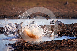 Black Backed Jackal, Canis Mesomelas, african fox-like canid hunting doves. Animal action scene, hunting behavior. Jumping jackal