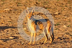 The black-backed jackal Canis mesomelas in beautiful evening light during sunset in desert