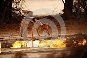 The black-backed jackal ,Canis mesomelas, in beautiful evening light during sunset in desert. Jackal drinking against the sun