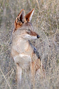 Black-backed jackal Canis mesomelas Botswana
