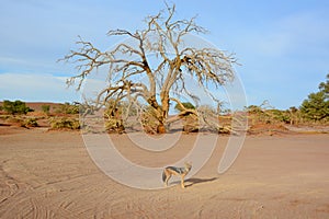 The black-backed jackal Canis mesomelas photo