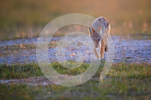 Black Backed Jackal, Canis Mesomelas and dragonflies, illuminated by the setting sun. Low angle photo, backlighted jackal in a
