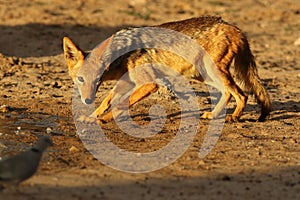 The black-backed jackal Canis mesomelas is drinking from the puddle in the wonderful evening light before sunset and watching