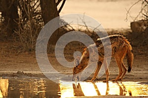 Black-backed Jackal Canis mesomelas drinking water