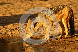 Black-backed Jackal Canis mesomelas drinking water at waterhole in Kalahari desert in the sunset