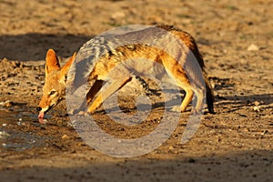 The black-backed jackal Canis mesomelas is drinking from the waterhole in beautiful evening light