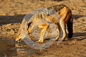 The black-backed jackal Canis mesomelas is drinking from waterhole in beautiful evening light during sunset in the red desert