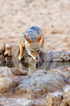 The black-backed jackal Canis mesomelas drinks at the waterhole in the desert. Jackal drinking from waterhole in the evening