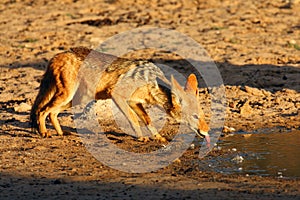 The black-backed jackal Canis mesomelas drinks at the waterhole in the desert. Jackal by the water in the evening light
