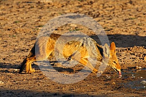 The black-backed jackal Canis mesomelas drinks at the waterhole in the desert. Jackal by the water in the evening light