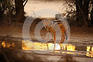 The black-backed jackal ,Canis mesomelas, drinks at the waterhole in the desert. Jackal by the water in the evening light. Jackal