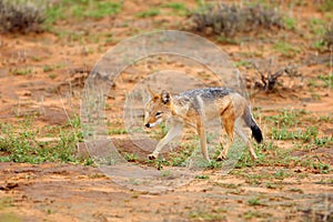 The black-backed jackal Canis mesomelas drinks at the waterhole in the desert. Jackal by the water in the evening light. Jackal