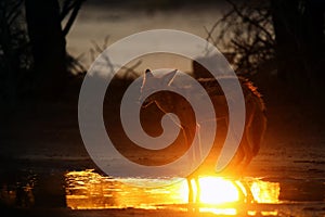 The black-backed jackal Canis mesomelas drinks at the waterhole in the desert. Jackal by the water in the evening light. Jackal