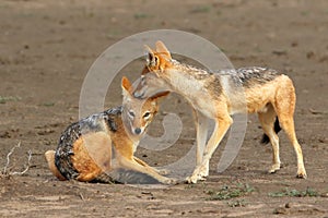 The black-backed jackal Canis mesomelas drinks at the waterhole in the desert. A pair of jackals during hygiene