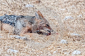 Black-backed jackal, Canis mesomelas, eating piece of meat
