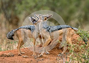 Black-backed jackal Canis mesomelas face off