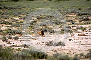 Black-backed jackal, Canis mesomelas, in the gemsbok national park, Kalahari South Africa