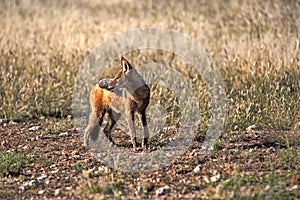 Black-backed jackal, Canis mesomelas, in the gemsbok national park, Kalahari South Africa