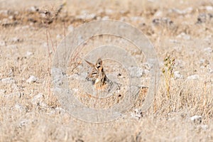 Black-backed jackal, Canis mesomelas, hiding in grass