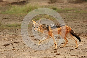 The black-backed jackal Canis mesomelas in Kalahari desert in morning sun