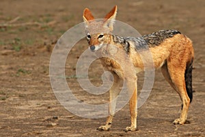 The black-backed jackal Canis mesomelas in Kalahari desert in morning sun