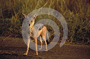 BLACK-BACKED JACKAL canis mesomelas, MASAI MARA PARK IN KENYA