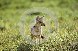 Black-backed Jackal, canis mesomelas, Masai Mara Park in Kenya