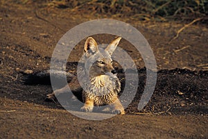 Black-Backed Jackal, canis mesomelas, Masai Mara Park in Kenya