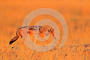 Black-Backed Jackal, Canis mesomelas mesomelas, portrait of animal with long ears, Tanzania, South Africa. Beautiful wildlife scen