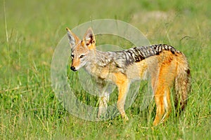 Black-Backed Jackal, Canis mesomelas mesomelas, portrait of animal with long ears, Tanzania, South Africa. Beautiful wildlife scen