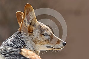 Black-Backed Jackal, Canis mesomelas mesomelas, portrait with long ears, Namibia, South Africa