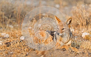 Black backed jackal Canis mesomelas in the morning sun, Kalaha