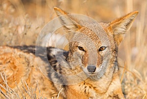 Black backed jackal Canis mesomelas in the morning sun, Kalaha