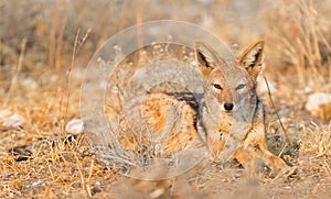 Black backed jackal Canis mesomelas in the morning sun, Kalaha