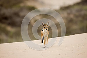 Black-Backed Jackal, canis mesomelas, Namib Desert in Namibia