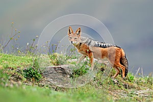 Black-backed Jackal photo